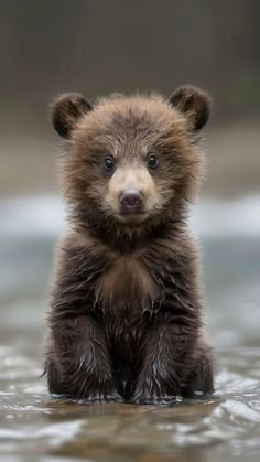 a small brown bear sitting in the water