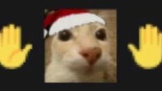 a white cat wearing a santa hat looking at the camera with two yellow hands in front of it