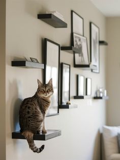 a cat sitting on top of a shelf in front of pictures hanging on the wall