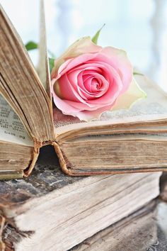 a pink rose sitting on top of an open book