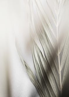 an abstract photograph of white feathers on a gray and white background with black border around the edges