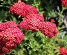 red flowers are blooming in the garden