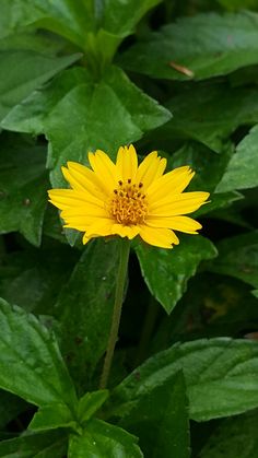 a yellow flower with green leaves in the background