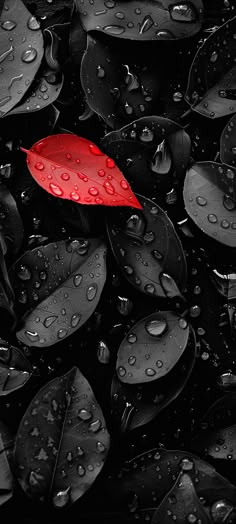 a red leaf sitting on top of a pile of black leaves covered in raindrops