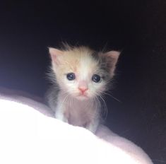 a small white kitten sitting on top of a blanket