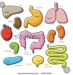 an image of different types of human body organs and their names in english or spanish