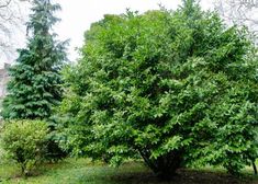 a large green tree sitting in the middle of a field next to some bushes and trees