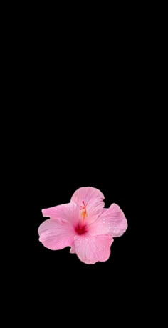 a pink flower with water droplets on it's petals in front of a black background