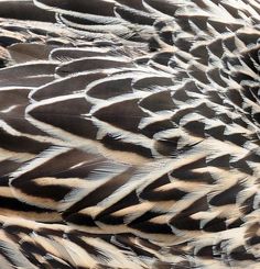 the feathers of a large bird are brown and white