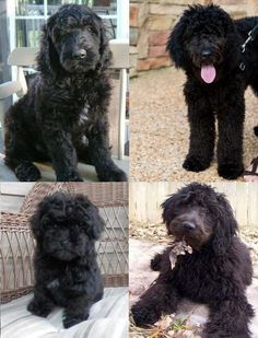 four different black poodles sitting in front of a window and on the ground