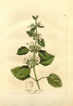 81270 Melissa officinalis L. / Woodville, W., Hooker, W.J., Spratt, G., Medical Botany, 3th edition, vol. 3: t. 119 (1832) Vintage Botanical Prints, Botanical Painting, Botanical Beauty, Witch Art, Lemon Balm, Botanical Drawings, Plant Illustration, Line Illustration