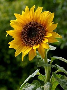 a large yellow sunflower with green leaves in the background