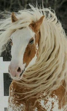 a brown and white horse with long blonde hair