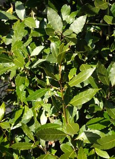 green leaves on a tree in the sun