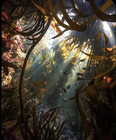 an underwater view of seaweed and fish in the water with sunlight streaming through it