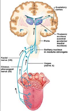 the structure of the human brain and its major structures, including the cerebratorys