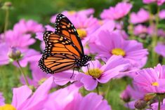 a butterfly sitting on top of pink flowers