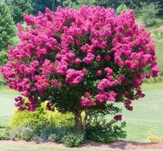 a tree with purple flowers in the middle of a field