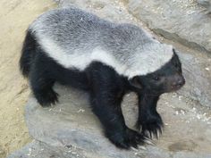 a black and white animal standing on top of a rock