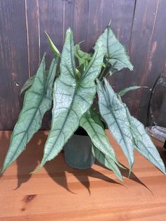 a green plant sitting on top of a wooden table