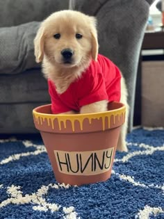 a puppy wearing a red shirt sitting in a flower pot