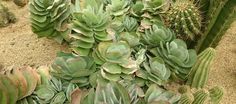 many different types of cactus plants in a garden area with a sign on the ground