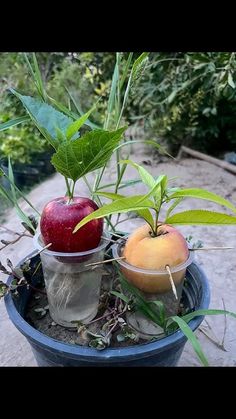 two apples and an orange in a blue bowl on a table outside with plants growing out of it