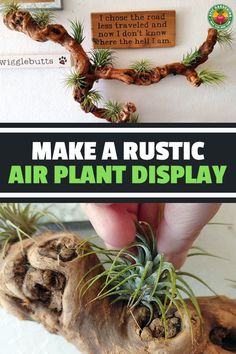 an air plant is being held up in front of a sign that says make a rustic air plant display