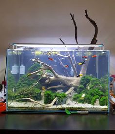 an aquarium filled with fish and plants on top of a table next to a pair of scissors