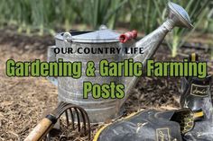 gardening and garlic farming postcard with garden tools in the ground next to a watering can