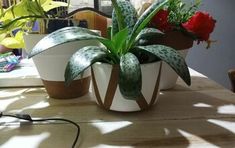 two potted plants sitting on top of a wooden table next to a computer mouse