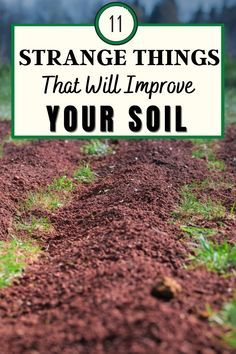 soil with the words strange things that will improve your soil