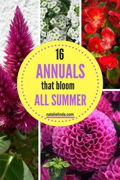 flowers with the words 16 annuals that bloom all summer