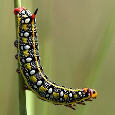 Colours of nature by giuseppedr, via Flickr Caterpillar Insect, Beauty In Everything, Moth Caterpillar, A Bug's Life, Insect Art, Very Hungry Caterpillar