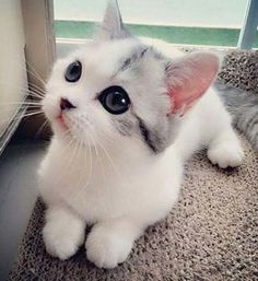 a gray and white cat sitting on the floor next to a window looking at something