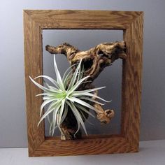 an air plant in a wooden frame on a table