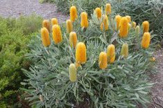 yellow flowers are blooming in the middle of some bushes and gravel road side area