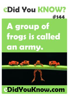 Frogs Unknown Animals, Fun Facts For Kids, What The Fact, Fun Facts About Animals, Collective Nouns, Learn Something New Everyday, Weird But True, Intresting Facts, Mind Blowing Facts