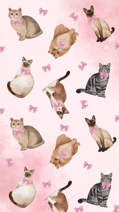 many cats with pink bows on their collars are sitting in front of a pink background