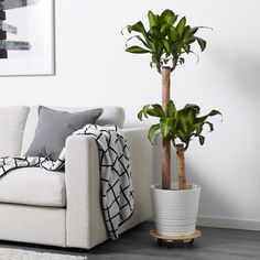 a white couch sitting next to a potted plant on top of a wooden stand