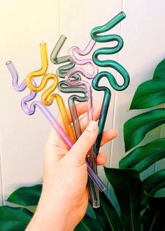 a hand holding five different colored spirals in front of a plant with green leaves