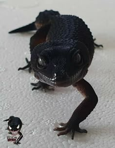 a small black lizard sitting on top of a white surface