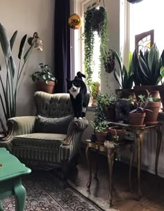 a black and white cat sitting on top of a couch next to potted plants