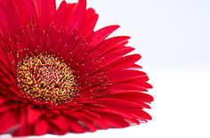 a red flower with yellow stamens on it's center is shown in close up