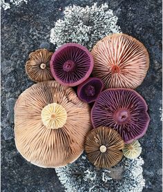 several different types of mushrooms on the ground