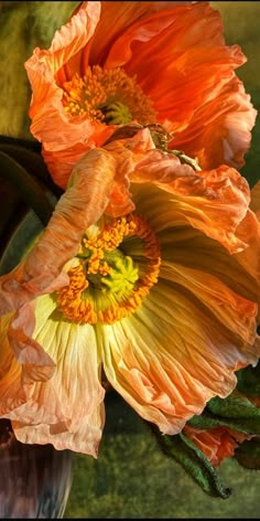 two orange and yellow flowers in a vase