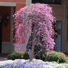 a tree with purple flowers in front of a building