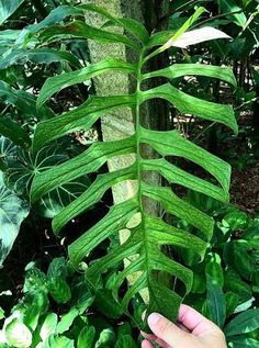 a person holding up a large green leaf