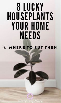 a potted plant with the words 8 lucky houseplants your home needs and where to put them