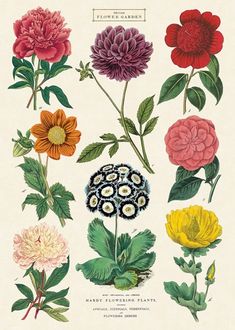 an illustration of different types of flowers